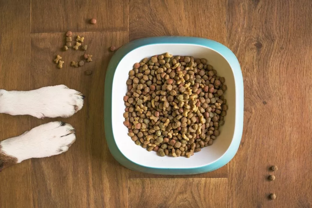 Alimentazione per Cani anziani