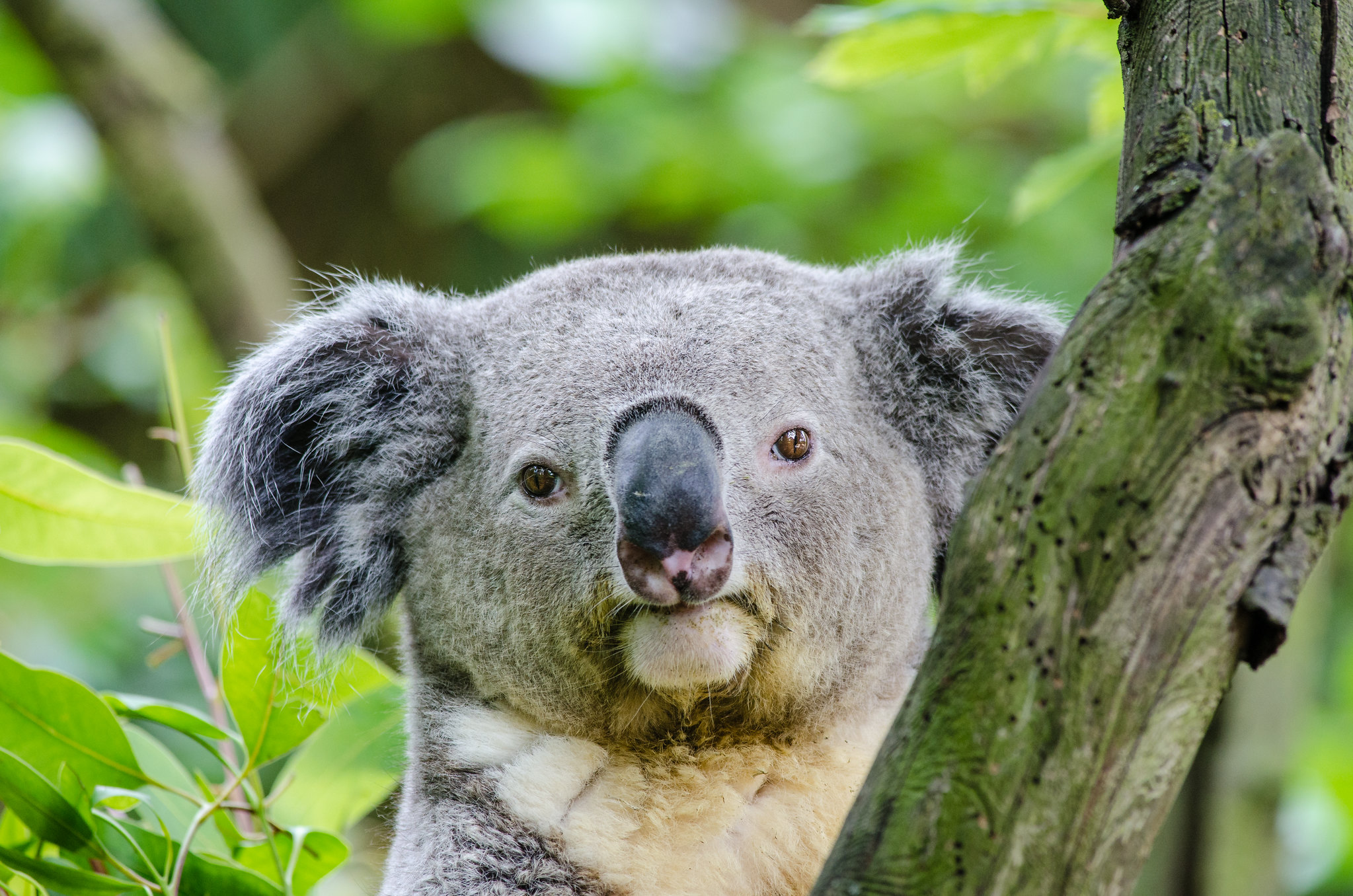 Год коалы. Медведь коала. Коала эвкалиптовый мишка. Сумчатый медведь коала обитает. Сумчатый медведь коала фото.