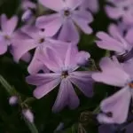 Violette In Macro