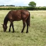 Cavallo che Mangia