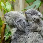 Koala Aggrappato alla Propria Mamma