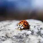 Coccinella Poggiata su una Pietra Bianca