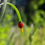 Coccinella con le sue uova