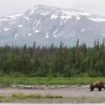 Orso in un Paesaggio Montuoso