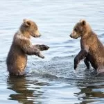 Cuccioli di Orso che Giocano