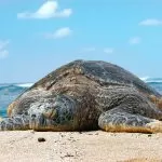 Tartaruga sulla Spiaggia