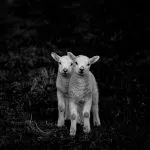 Cuccioli Di Pecora in bianco e nero