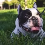 Bulldog Francese che si Rilassa