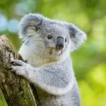 Koala che Mangia su un Tronco