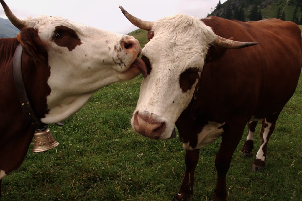 Sfondo Mucca che dà un bacino ad un'altra Mucca - Superedo.it