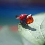 Coccinella che Prende il Volo