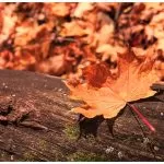 Foglia Autunnale in Primo Piano