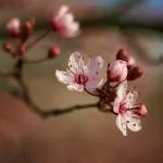 Fiore Appena Sbocciato