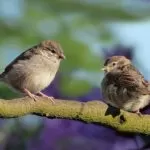 Mangime per uccelli: piccola guida alla scelta